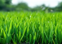 菜园里的韭菜 割了又长