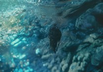 桐城市第五中学分数线为何如此之高？揭秘高分背后的原因！