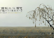 败柳残花成语