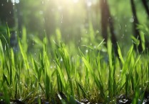 雨后春笋是成语吗
