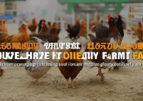 朔州职业学院鸡，朔州职业学院养鸡技术如何？家禽养殖培训基地解析