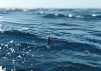 大海捞针 没处寻