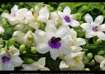 蚕豆开花 黑心